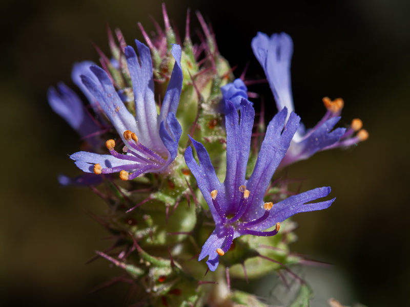 Coris monspeliensis fontqueri.30