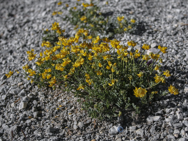 Coronilla minima lotoides.24