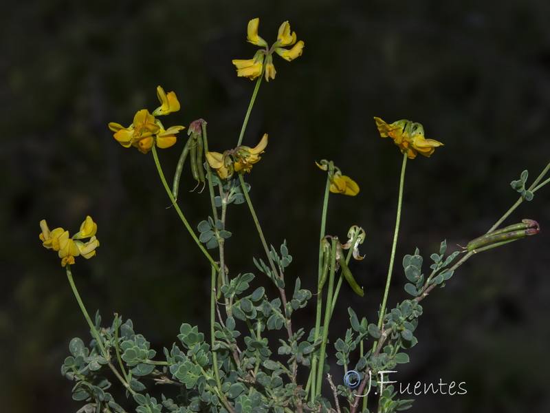 Coronilla minima lotoides.25