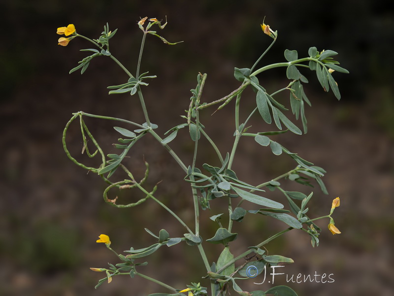 Coronilla repanda repanda.05