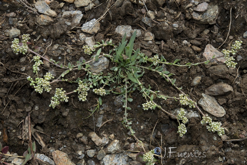 Corrigiola telephiifolia.23