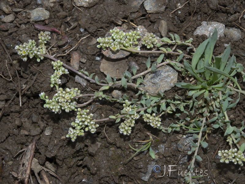 Corrigiola telephiifolia.24