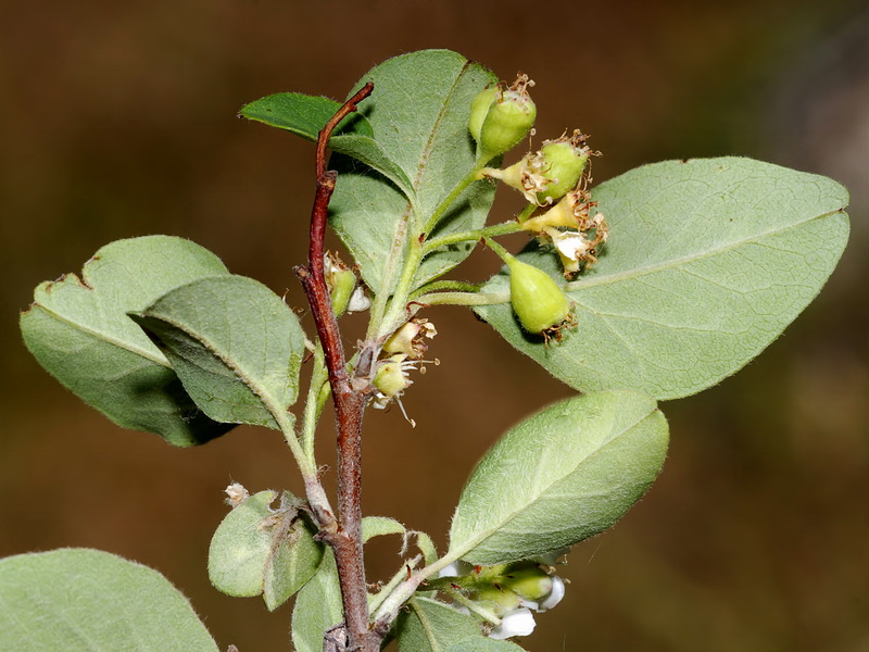 Cotoneaster granatensis.04