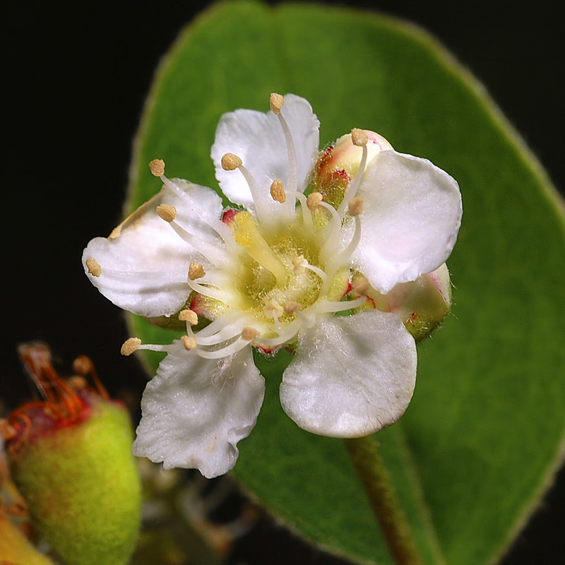 Cotoneaster granatensis.07