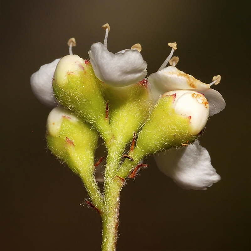 Cotoneaster granatensis.08