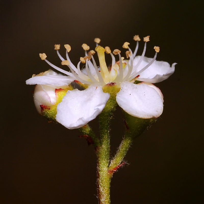 Cotoneaster granatensis.09