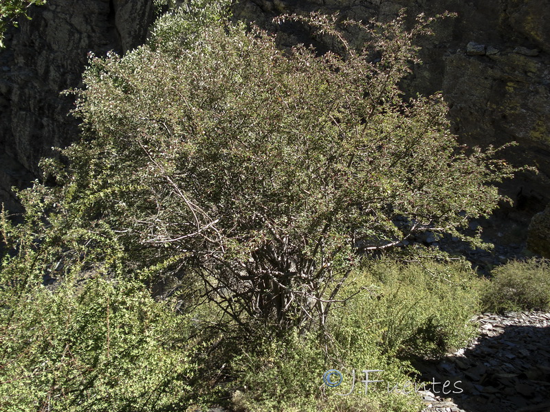 Cotoneaster granatensis.10