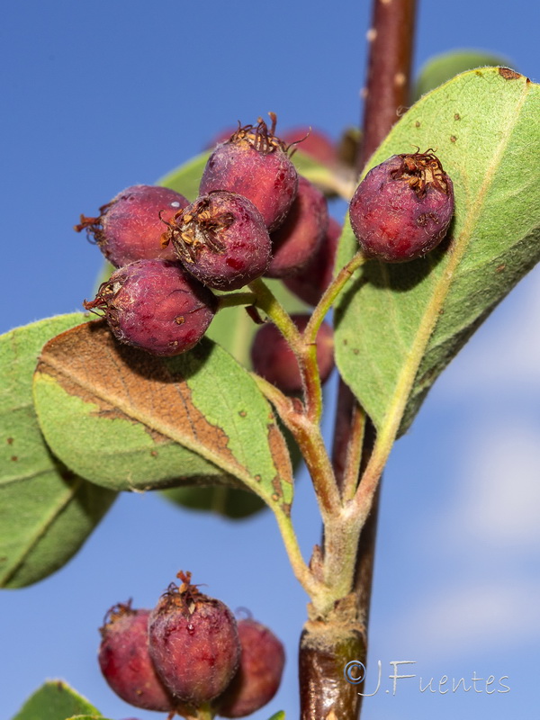 Cotoneaster granatensis.16