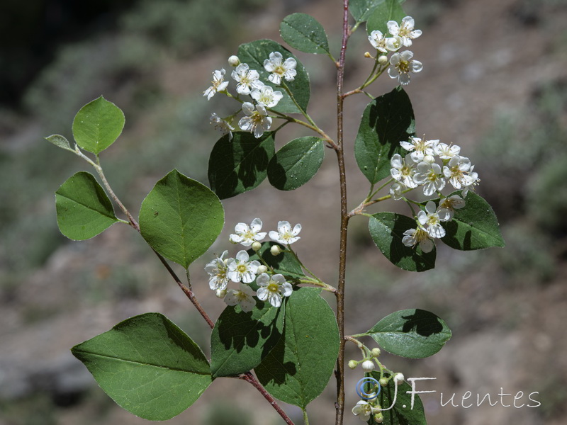 Cotoneaster granatensis.02