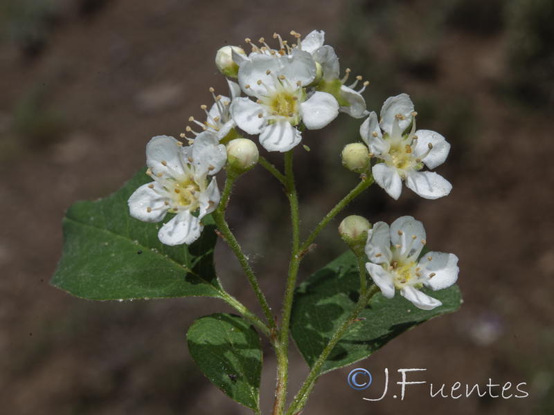 Cotoneaster granatensis.06