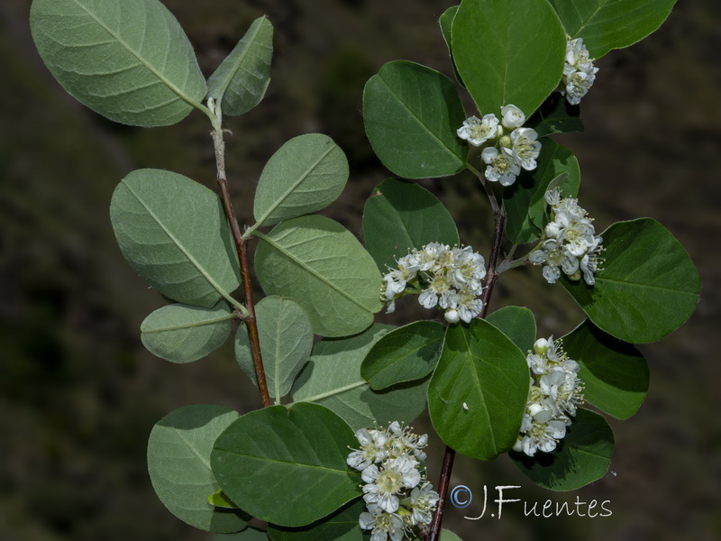 Cotoneaster granatensis.20