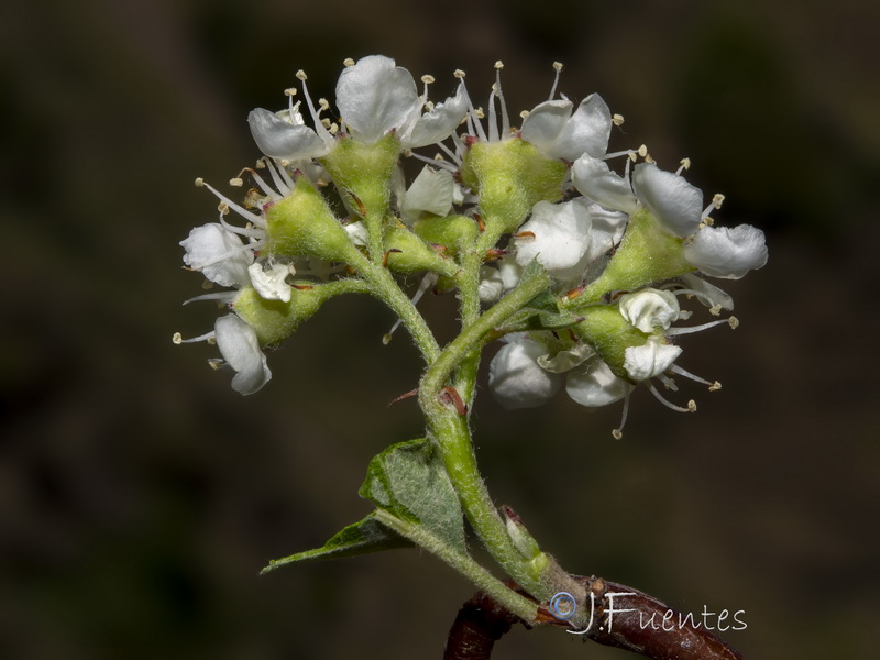 Cotoneaster granatensis.21