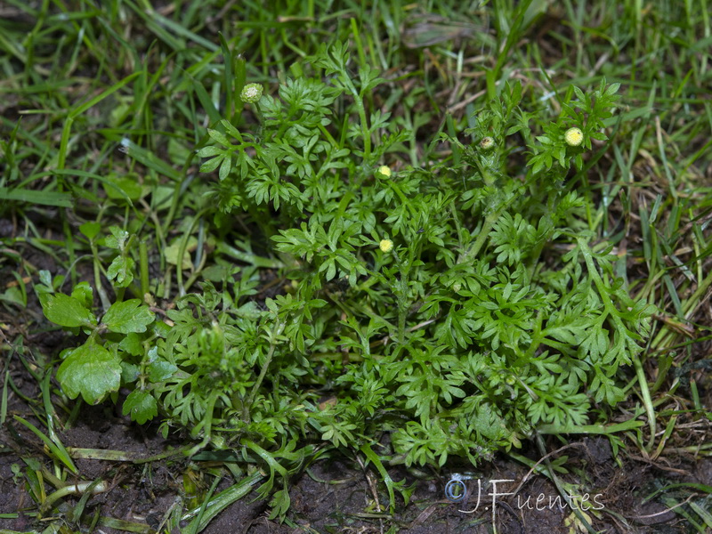 Cotula australis.11