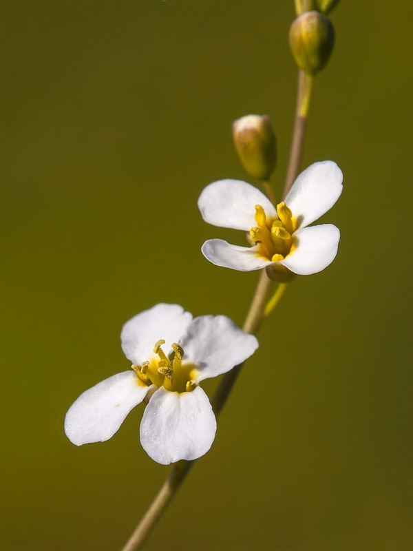 Crambe filiformis.07