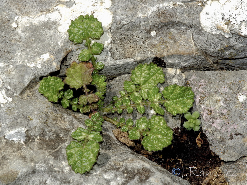 Crambe filiformis.18