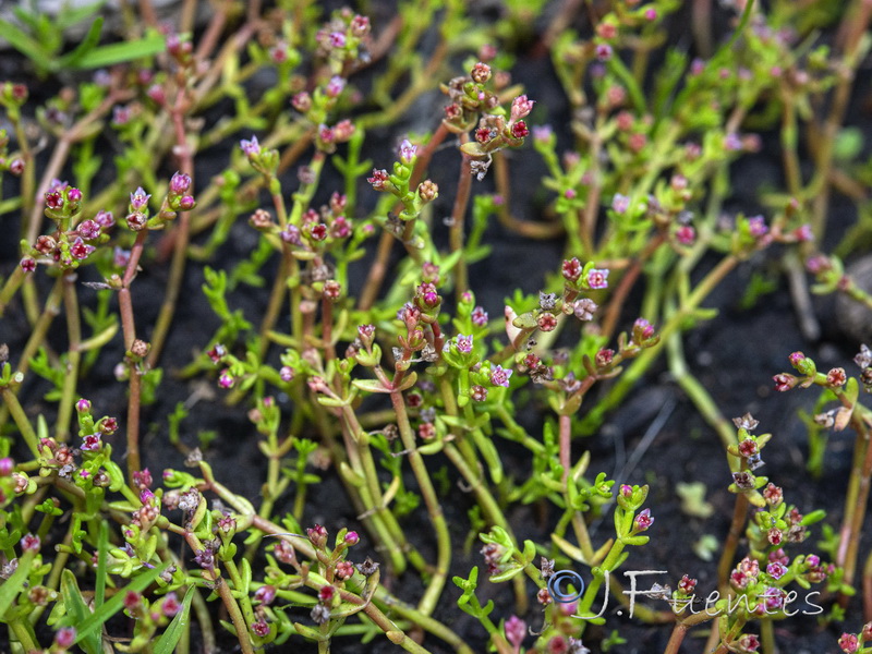 Crassula vaillantii.03