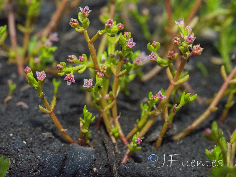 Crassula vaillantii.06