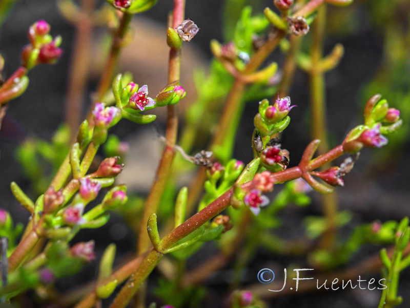 Crassula vaillantii.09