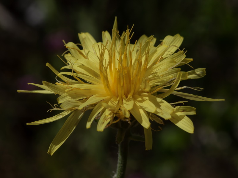 Crepis albida scorzoneroides.14