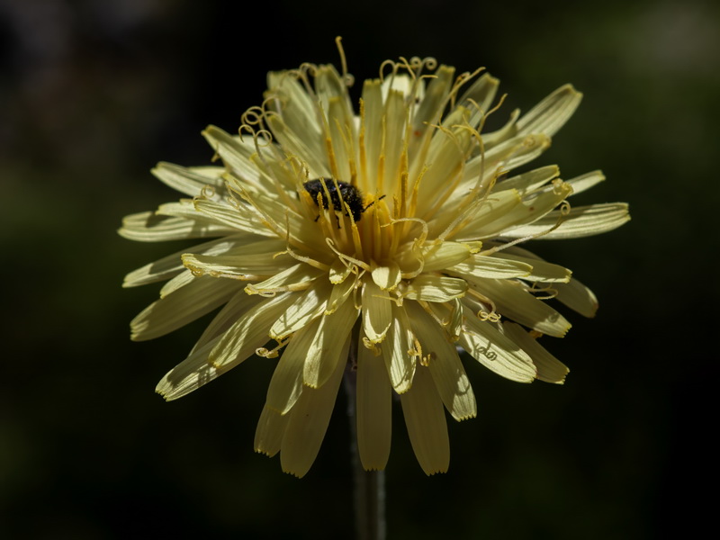 Crepis albida scorzoneroides.09