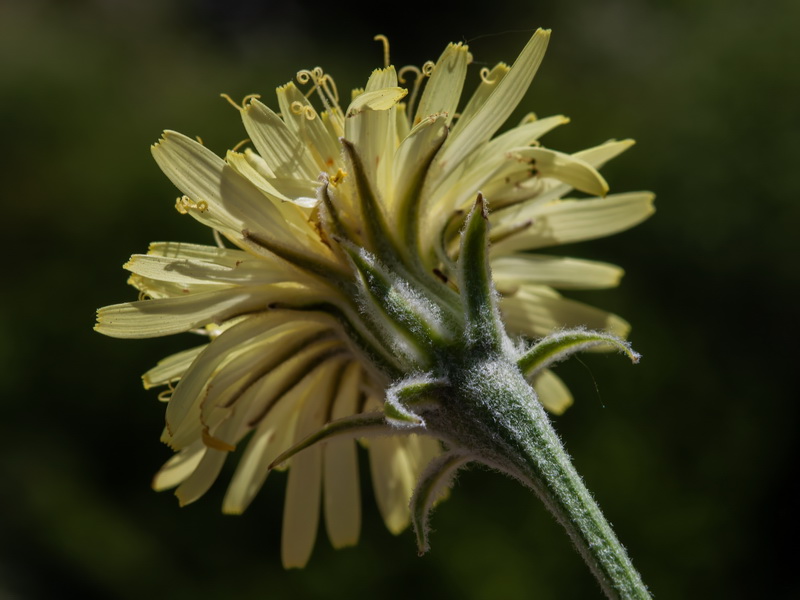 Crepis albida scorzoneroides.16