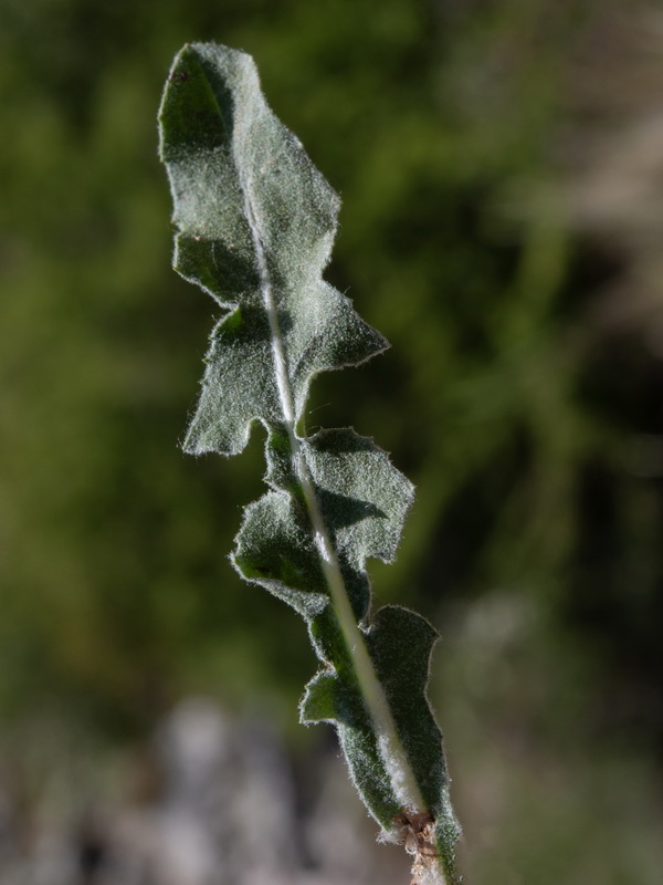 Crepis albida scorzoneroides.17