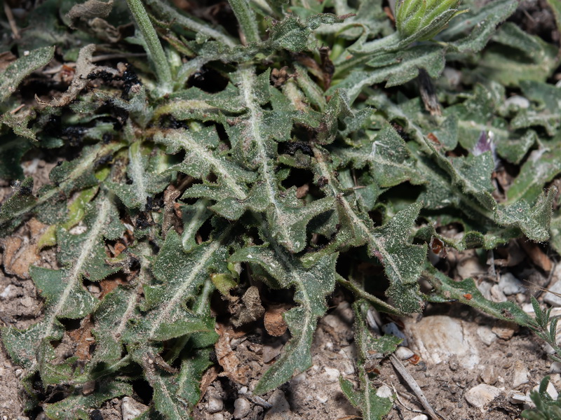 Crepis albida scorzoneroides.10