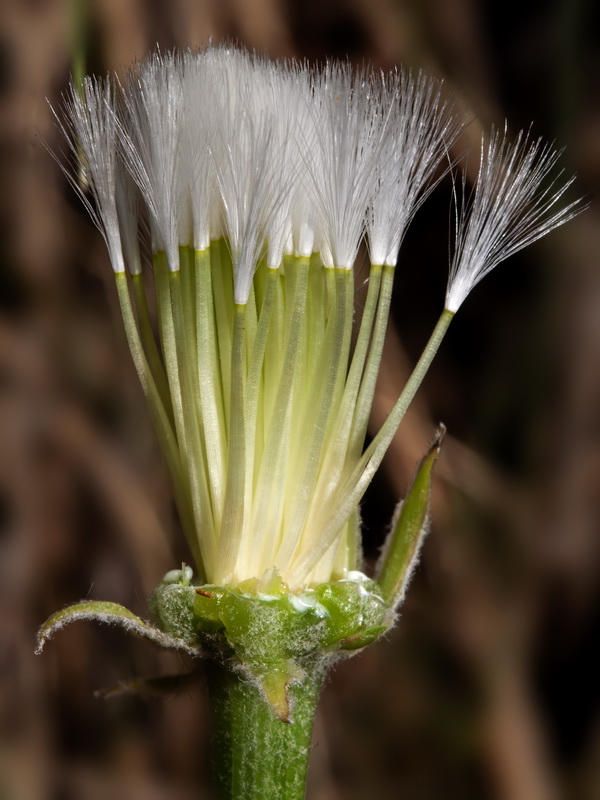 Crepis albida scorzoneroides 2.04