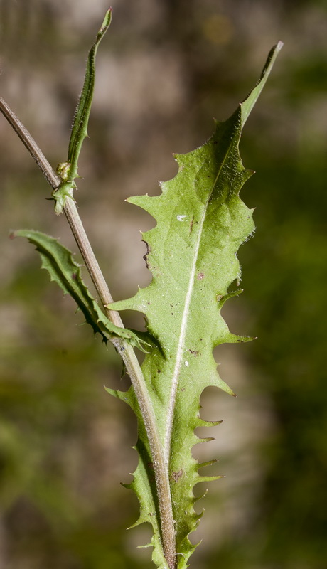 Crepis capillaris.02