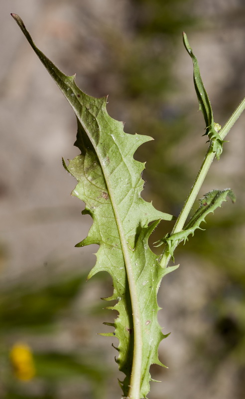 Crepis capillaris.03