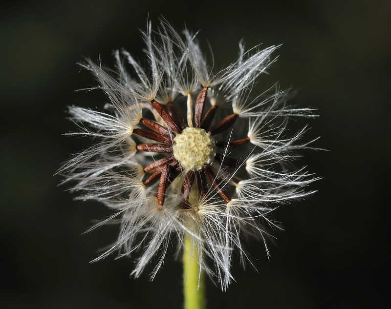 Crepis capillaris.12