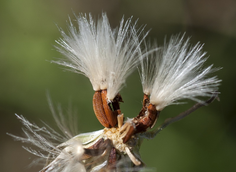 Crepis capillaris.13