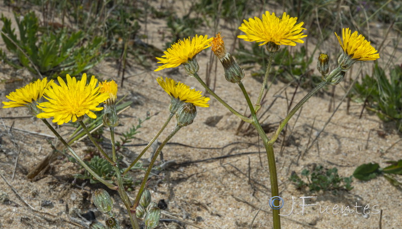 Crepis erythia.05