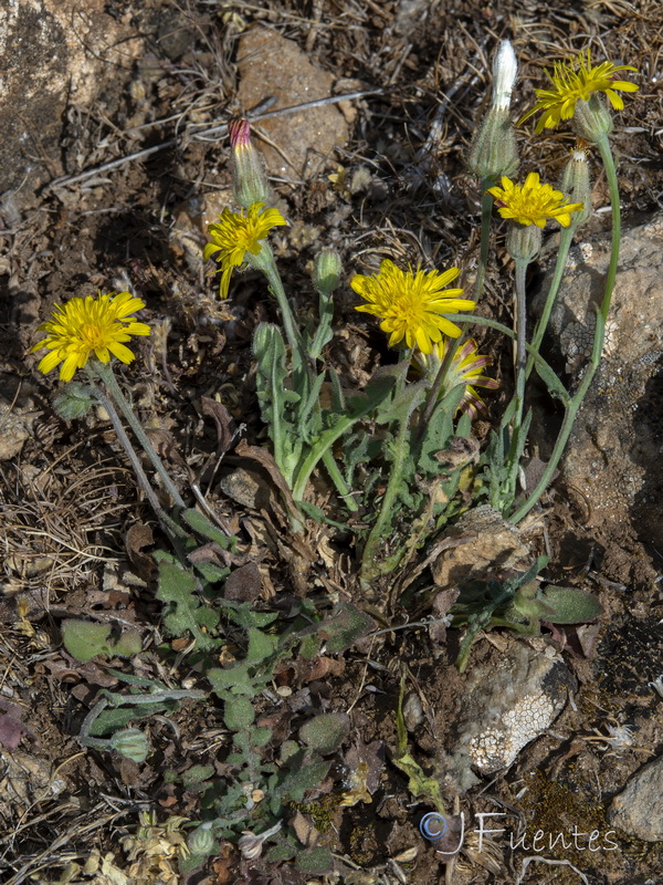 Crepis foetida foetida.13