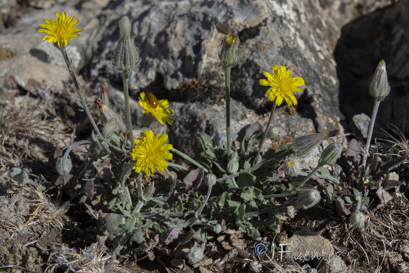 Crepis foetida foetida.01