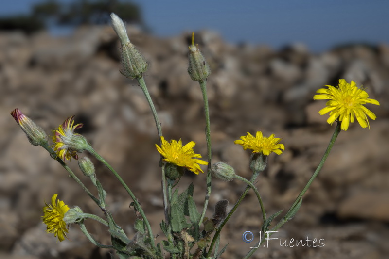 Crepis foetida foetida.04