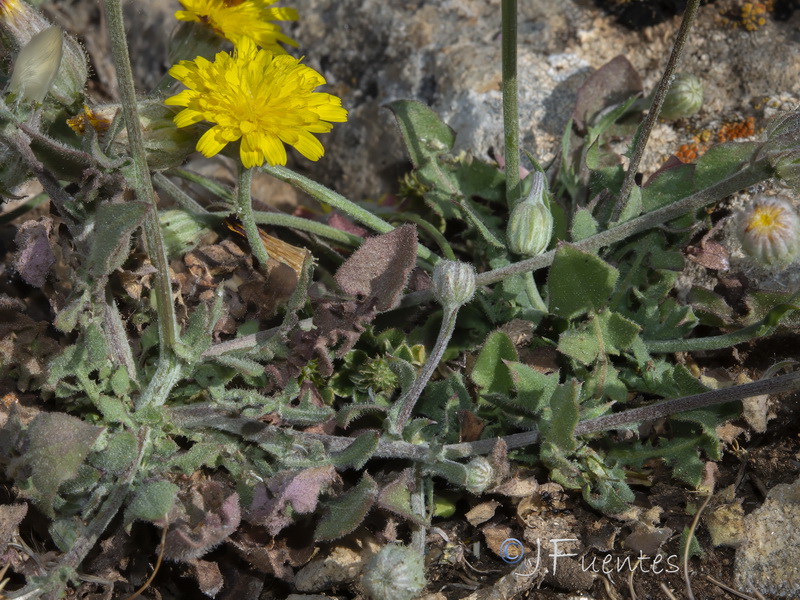 Crepis foetida foetida.02