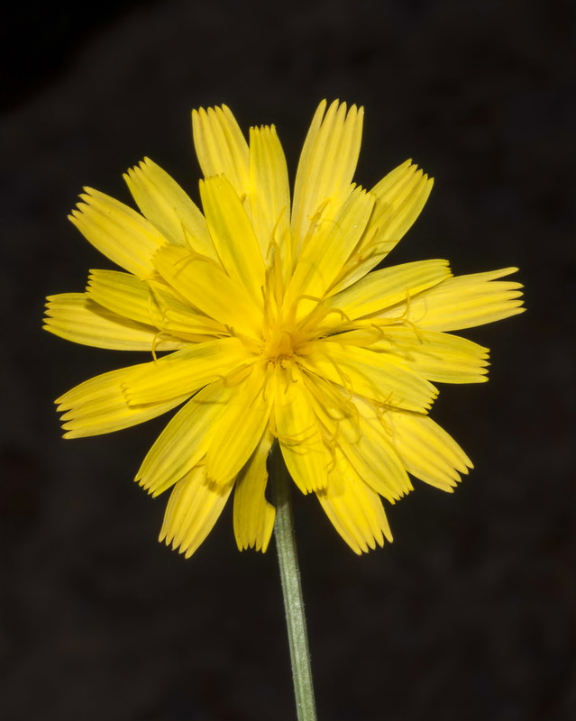 Crepis oporinoides.19