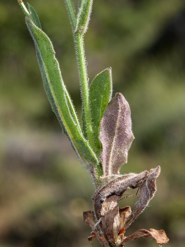 Crepis pulchra pulchra.02