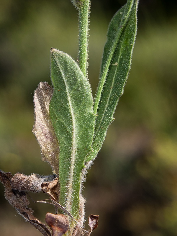 Crepis pulchra pulchra.03