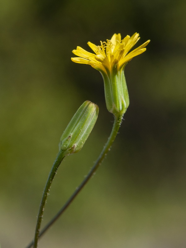 Crepis pulchra pulchra.06