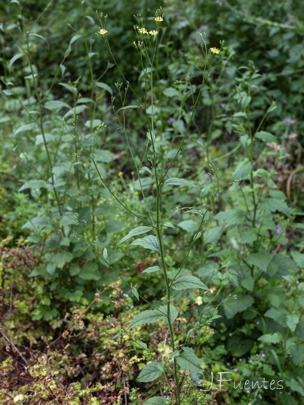 Crepis pulchra pulchra.10