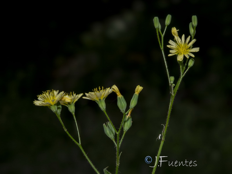 Crepis pulchra pulchra.12