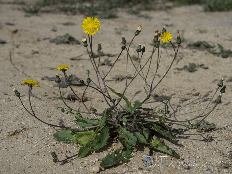 Crepis salzmanii.03