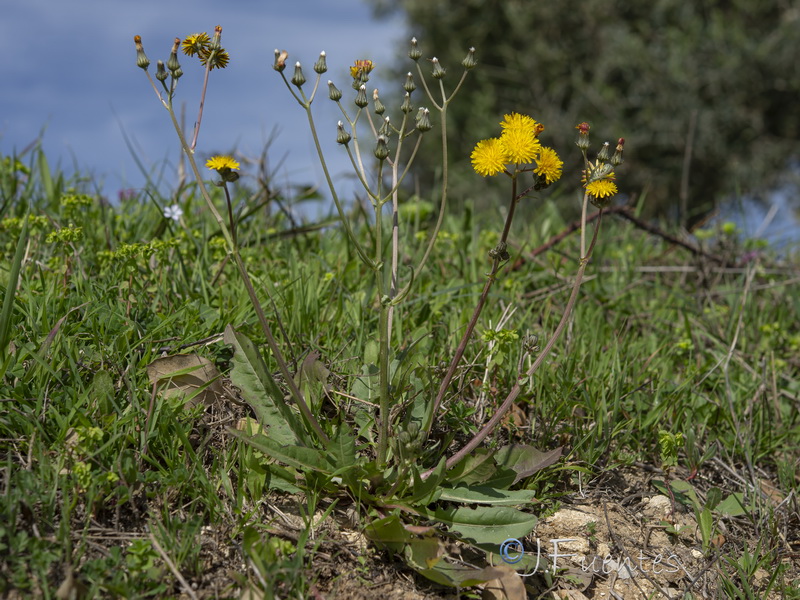 Crepis salzmanii.01