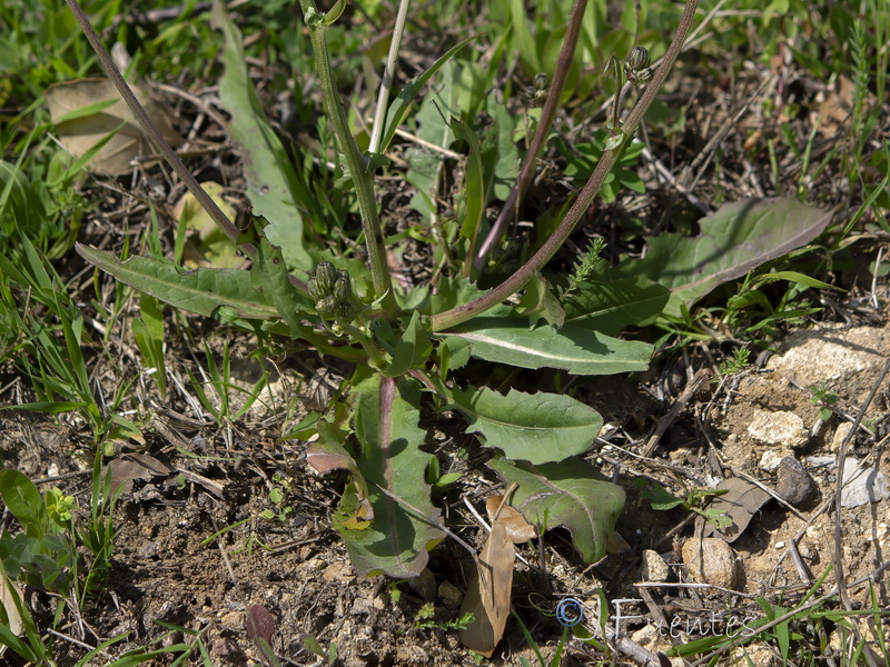 Crepis salzmanii.05