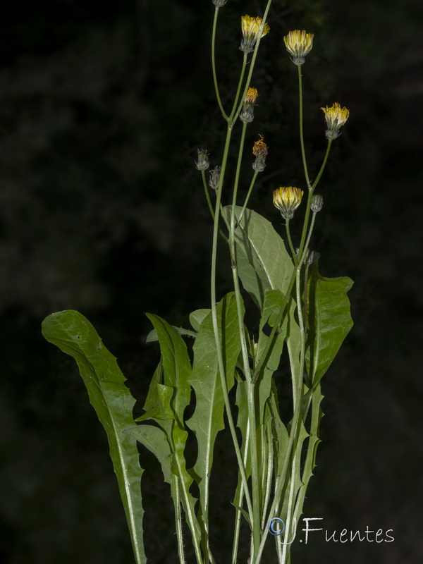 Crepis salzmanii.06