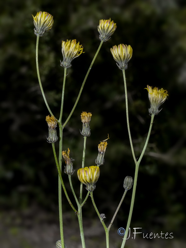 Crepis salzmanii.07