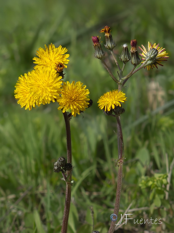 Crepis salzmanii.08