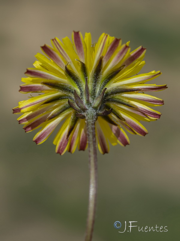 Crepis salzmanii.09